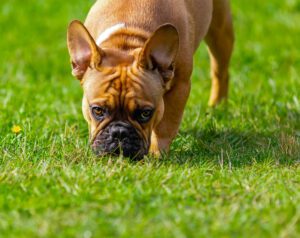 Dog smelling a fresh green lawn.