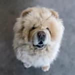 Chow Chows: Fluffy, Fierce, and Full of Mystery
