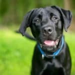 Labrador Retrievers: America’s Favorite Tail-Wagger