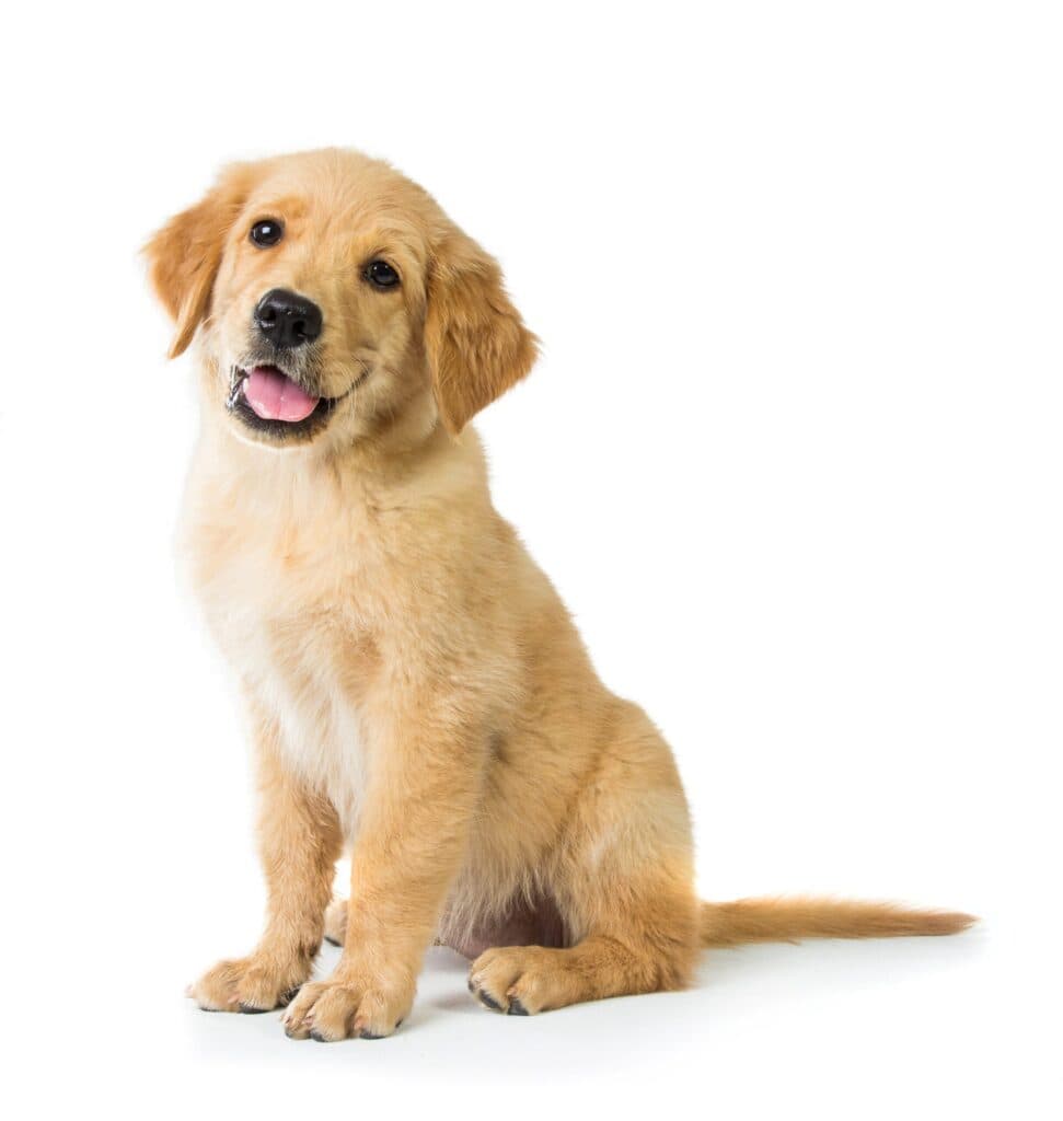 How to Keep Your Dog Calm During New Year’s Celebrations