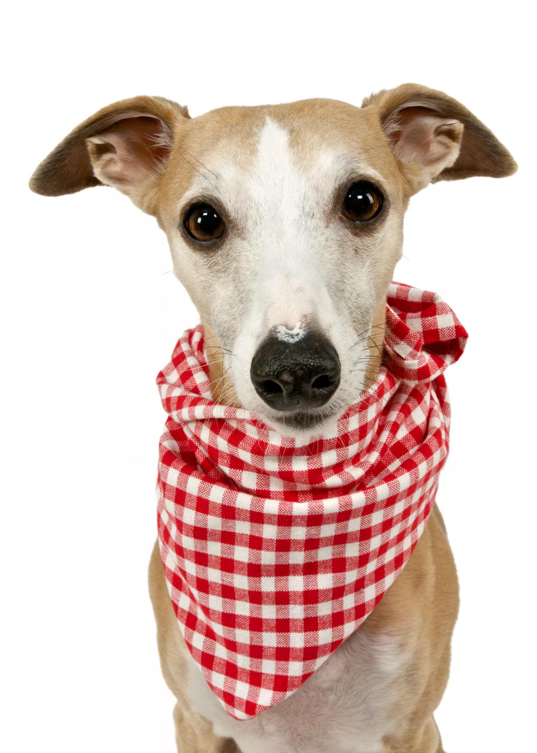 Things Dogs Can’t Eat Off Your Plate At Thanksgiving