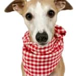 Things Dogs Can’t Eat Off Your Plate At Thanksgiving