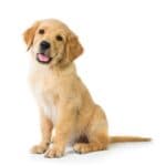 How to Keep Your Dog Calm During New Year’s Celebrations
