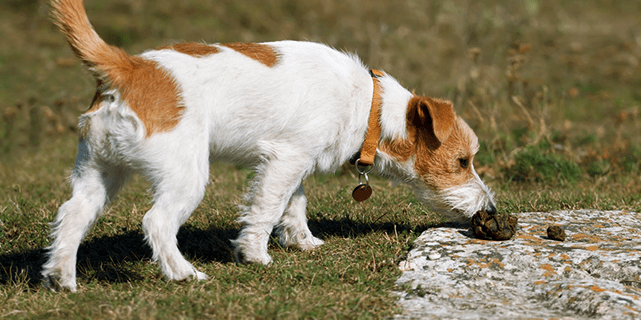 how to stop puppies eating their own poop