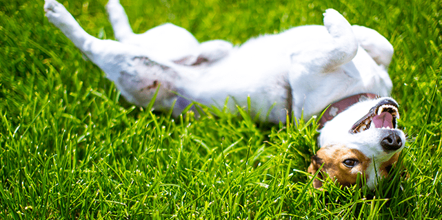 Dog rolling on back in grass