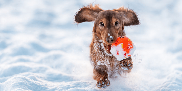 Dog running in snow with toy in mouth