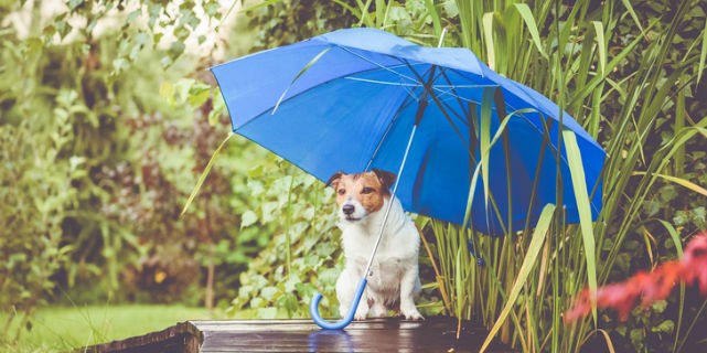 Dog holding an umbrella