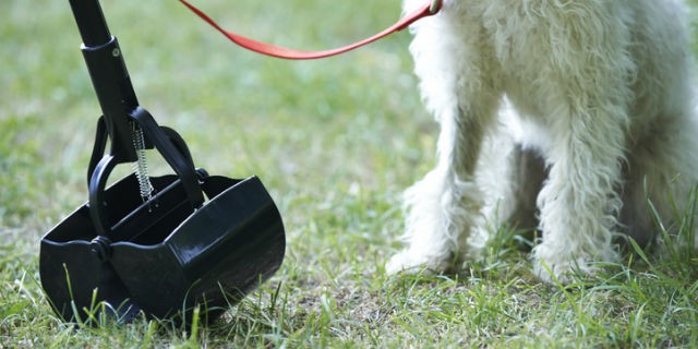 Dog pooper scooper picking up waste on grass in front of dog