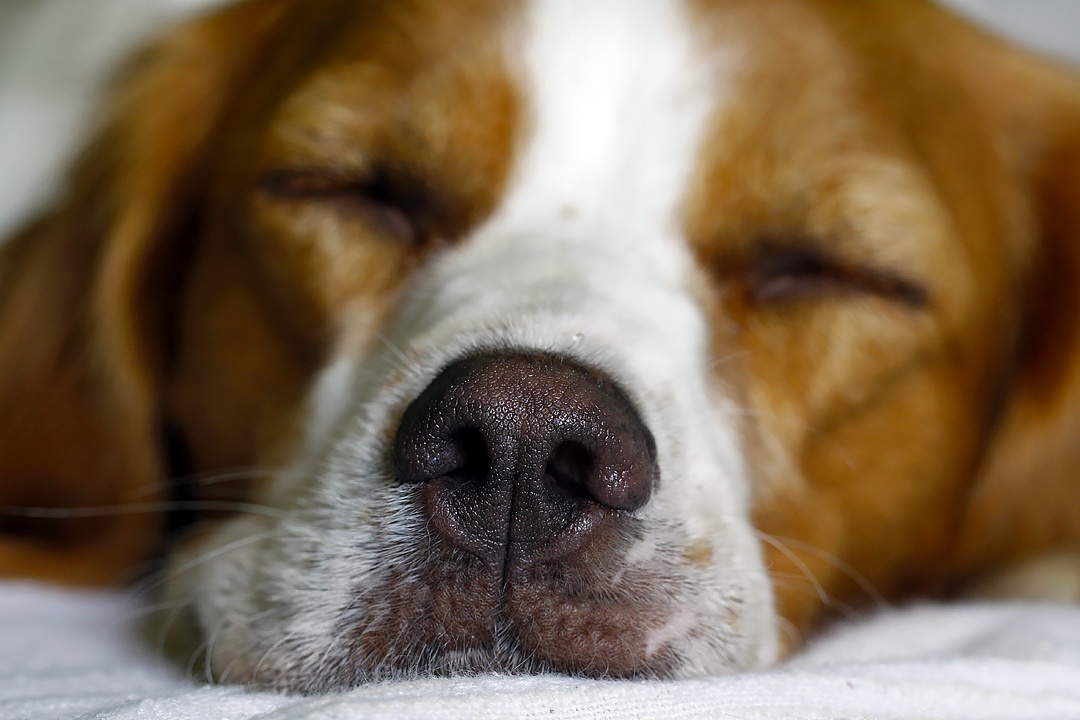 what does it mean to dream about dog feces