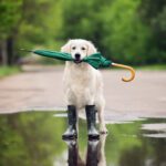 Yes, dog parks can be poop pastures, but are they unsafe? – The