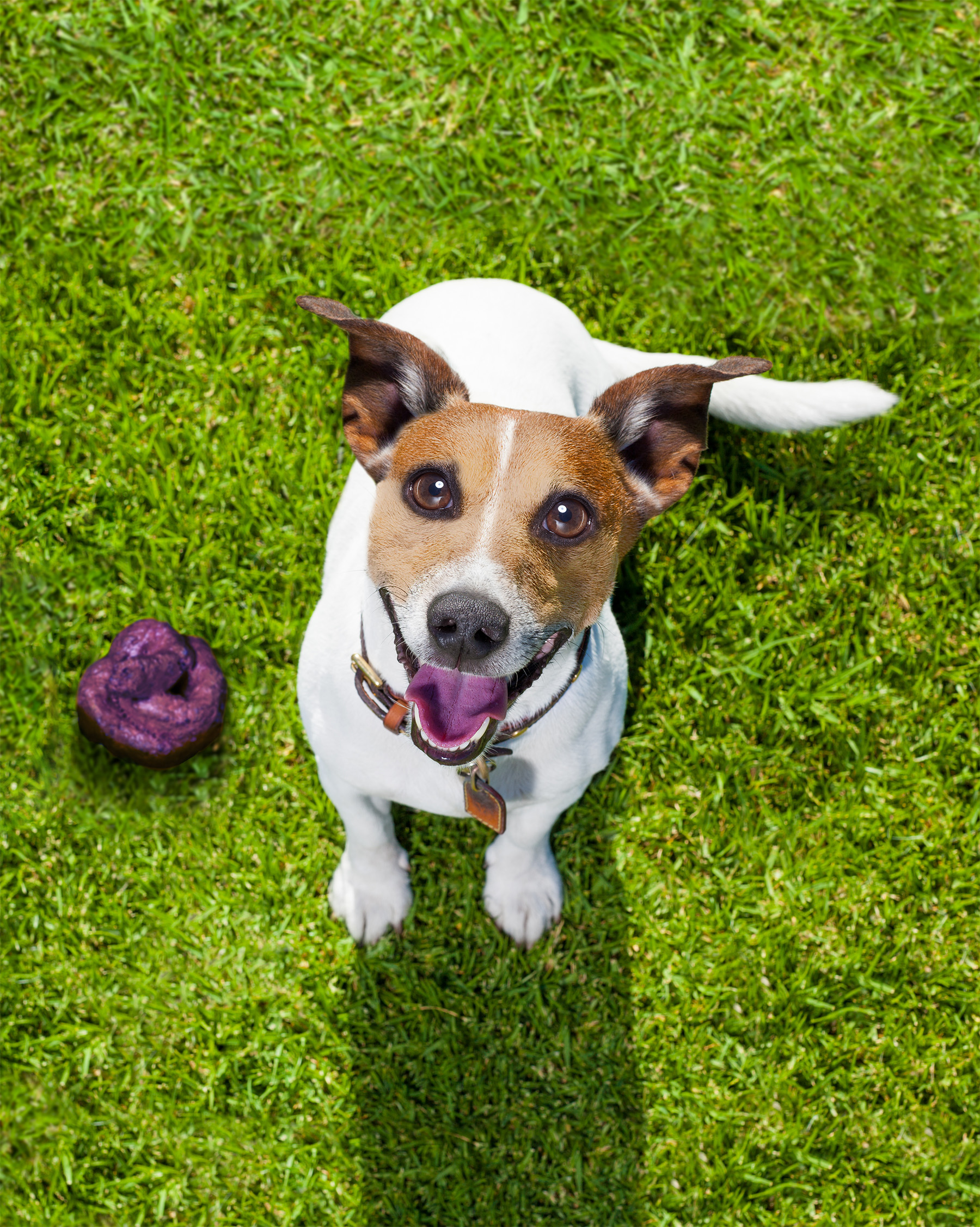 Dog with purple dog poop on grass looking up at you for POOP 911 dog poop colors infographic.