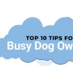 Top 10 Tips for Busy Dog Owners Featured Image
