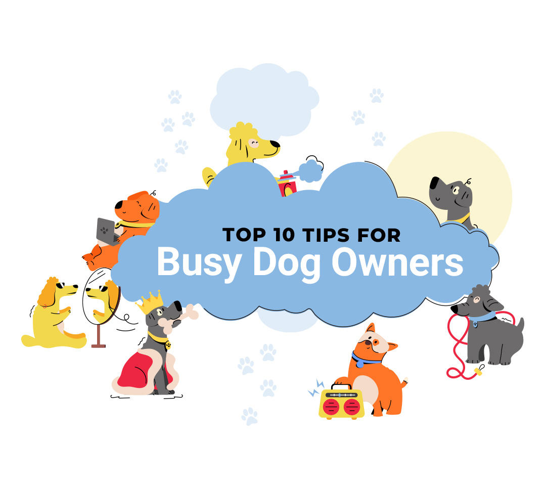 Top 10 tips for busy dog owners infographic featured image.