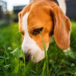 Why do dogs eat grass? A brown and white beagle dog sniffing a patch of grass to eat.