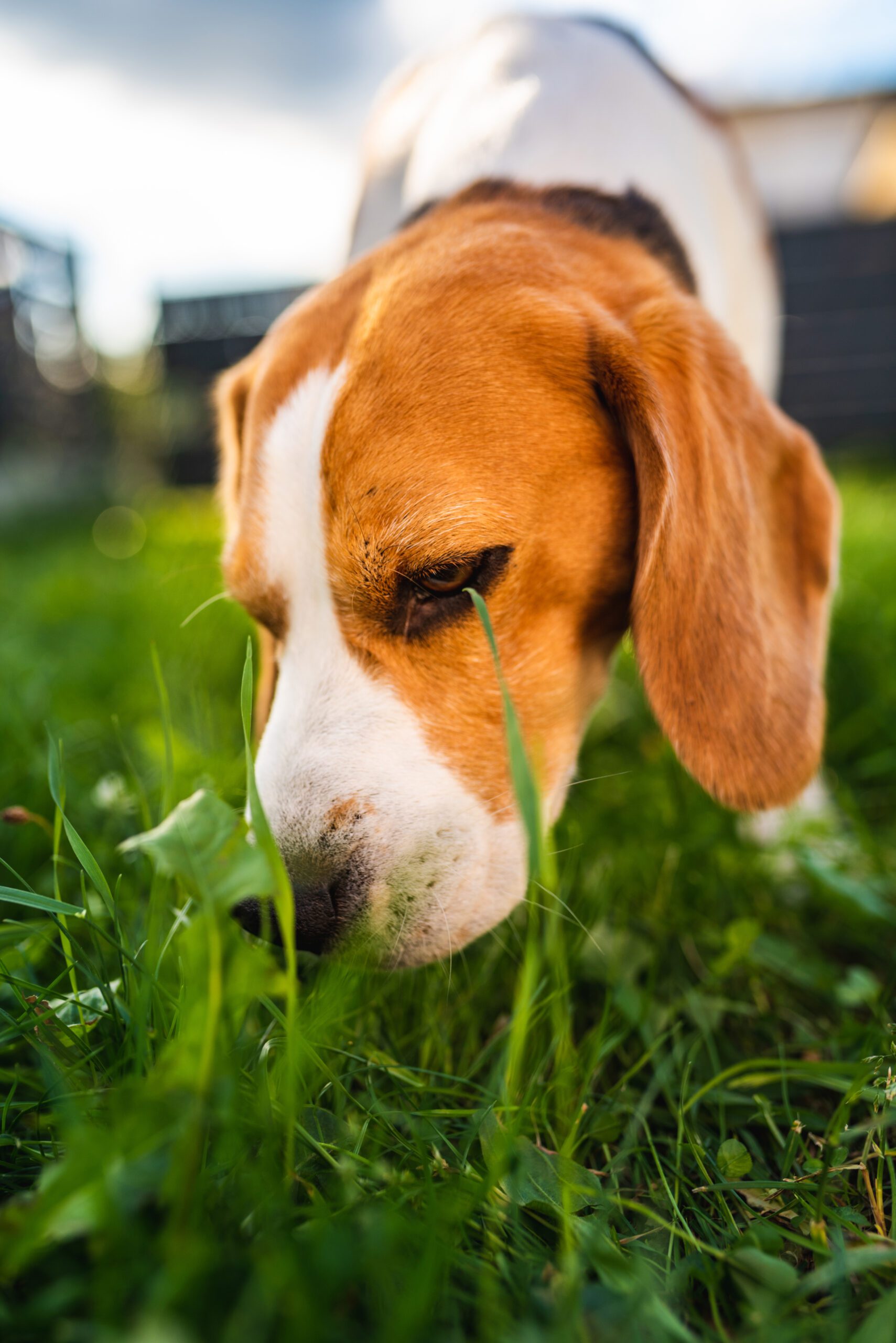 Why do dogs eat grass? A brown and white beagle dog sniffing a patch of grass to eat.