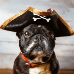 2024 Top 10 Halloween Costumes for Dogs featured image of a French Bulldog wearing a Pirate hat.