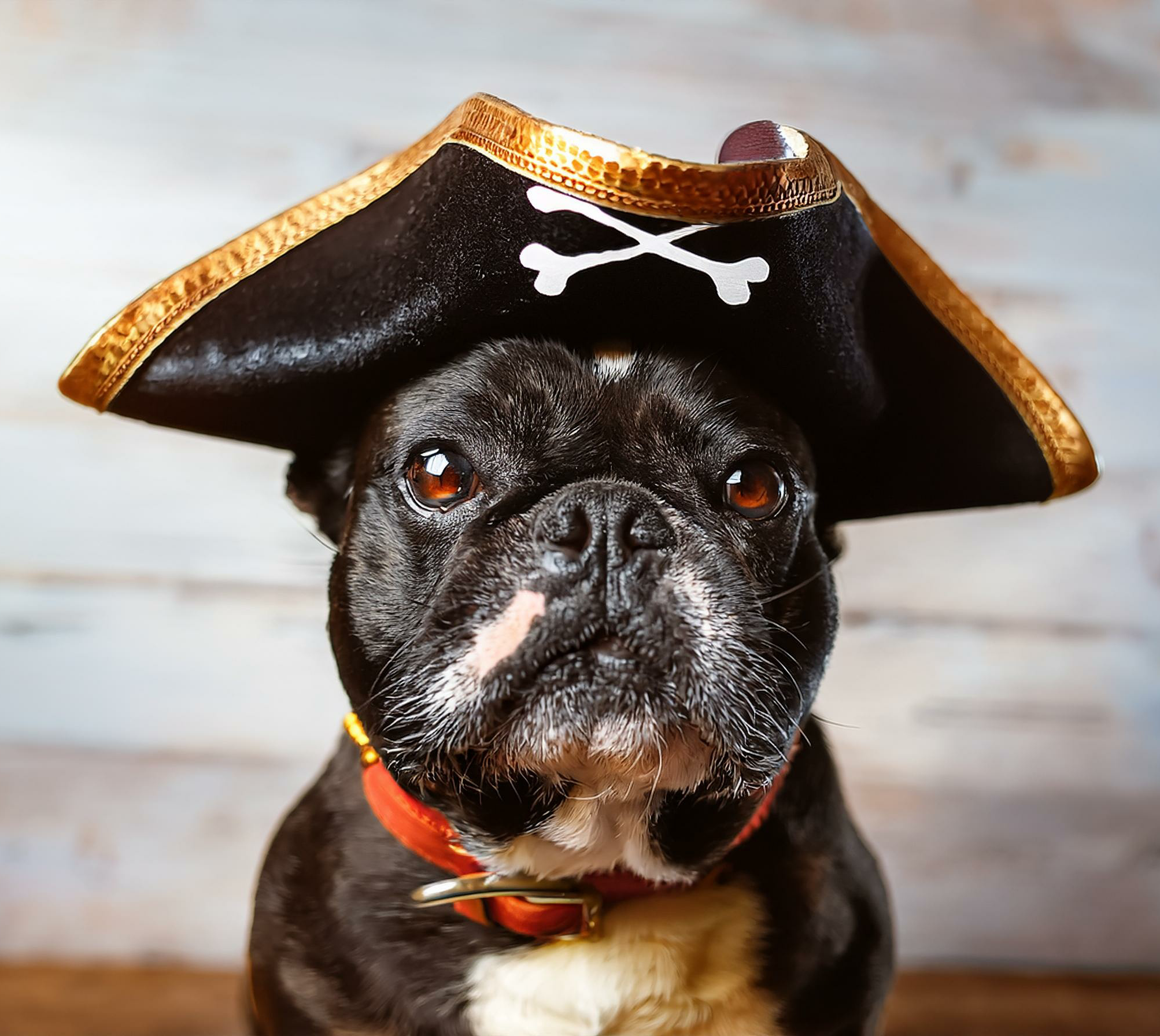 2024 Top 10 Halloween Costumes for Dogs featured image of a French Bulldog wearing a Pirate hat.